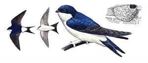 Delichon: Common House Martin