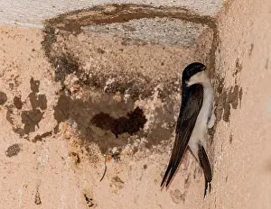 Migrating: Common House martin, Delichon urbicum, at the nest