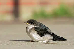 Delichon: Common House Martin - juvenile