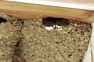 Delichon: Common House Martin - two at nest