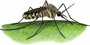 Mosquito: Common House Mosquito