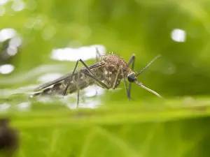 Mosquito: Common house mosquito - northern house mosquito