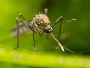 Mosquito: Common house mosquito - northern house mosquito