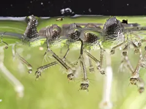 Mosquito: Common house mosquito - northern house mosquito