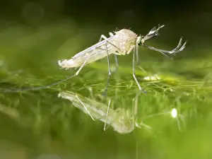 Mosquito: Common house mosquito - northern house mosquito
