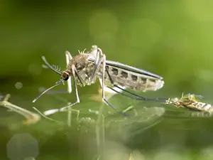 Mosquito: Common house mosquito - northern house mosquito