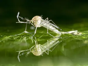 Mosquito: Common house mosquito - northern house mosquito