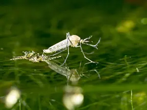 Mosquito: Common house mosquito - northern house mosquito