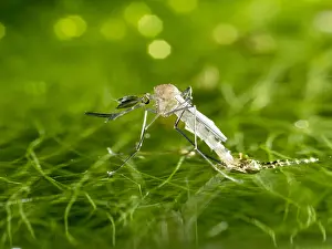 Mosquito: Common house mosquito - northern house mosquito