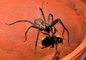 Bumble: Common House Spider - Catching and biting bumble bee prey