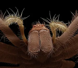 Tegenaria: Common House Spider - female