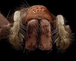 Tegenaria: Common House Spider - male