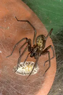 Woodlice: Common House Spider - On sheet web, catching woodlouse prey