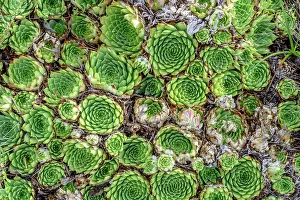 Rosette: Common houseleek (Sempervivum tectorum), Hautes-Alpes
