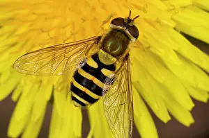 Hoverflies: Common Hoverfly - on dandelion flower