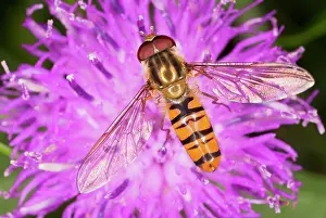 Hoverflies: Common Hoverfly - on knapweed flower