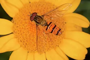 Hoverflies: Common Hoverfly - on knapweed flower