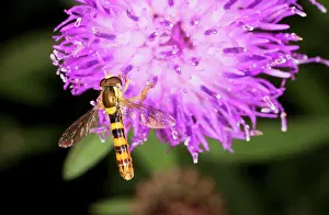 Hoverflies: Common Hoverfly - male on knapweed flower