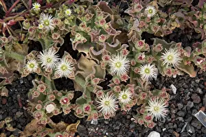 Canaries: Common Ice-plant - in flower in saline area