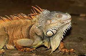 Honduras: COMMON IGAUNA - FRONT PROFILE