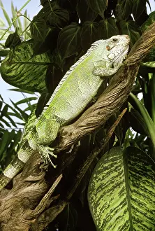 Limb: Common Iguana