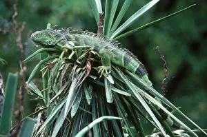 Iguanid: Common Iguana