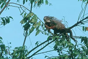 Iguanid: Common Iguana