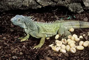 Iguanid: Common Iguana with Eggs