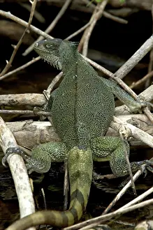 Cuiaba: Common Iguana, Pantanal, Brazil