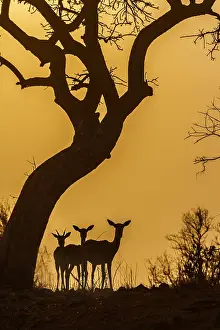 Transborder: Common Impala (Aepyceros melampus) in Kruger National