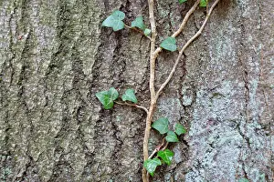 Bark: Common Ivy