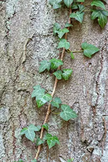Bark: Common Ivy