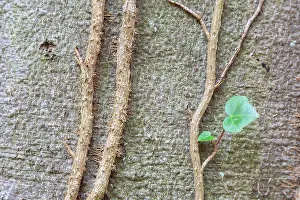 Bark: Common Ivy
