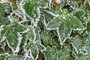 Canton: Common ivy covered with hoarfrost, on a tree trunk in the fo