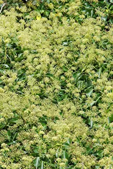 Hedera: Common Ivy - plant in flower