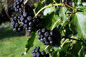 Hedera: Common ivy - showing fruit