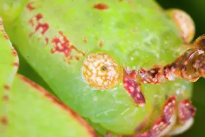 Phyllium: Common Javanese Leaf Insect - Close up view of
