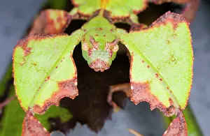 Phyllium: Common Javanese Leaf Insect - 'FaceI view