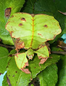 Phyllium: Common Javanese Leaf Insect - Superb camouflage