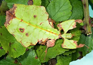 Feature Idea - Animal Camouflage: Common Javanese Leaf Insect - Superb camouflage