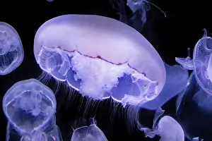 Moon: Common Jellyfish, Aurelia aurita, Moon Jellyfish