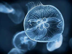 Filigree: Common jellyfish (Aurelia aurita) swimming in the