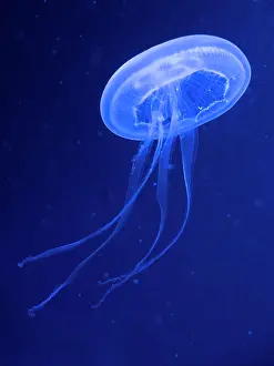 Transparent: Common jellyfishes (Aurelia aurita)
