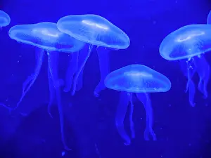 Transparent: Common jellyfishes (Aurelia aurita)