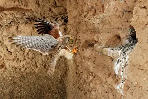 Grub: Common Kestrel