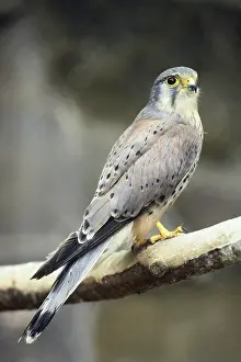 Falconidae: Common Kestrel