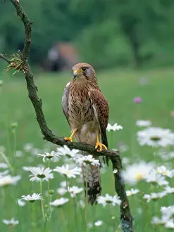 Zoological: Common Kestrel