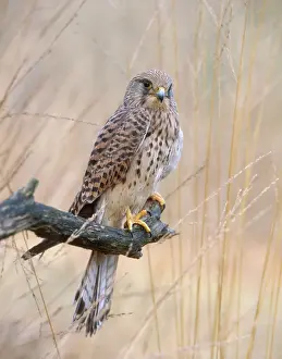 Zoological: Common Kestrel