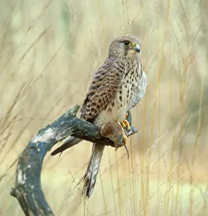 Zoological: Common Kestrel