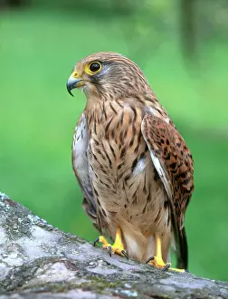 Zoological: Common Kestrel